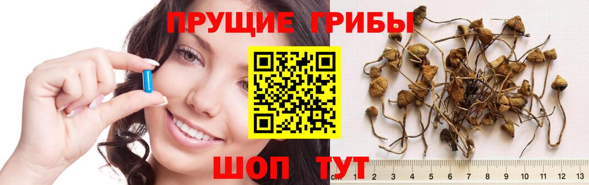 закладка  Псилоцибиновые грибы мицелий  Вход с VPN  Алапаевск 